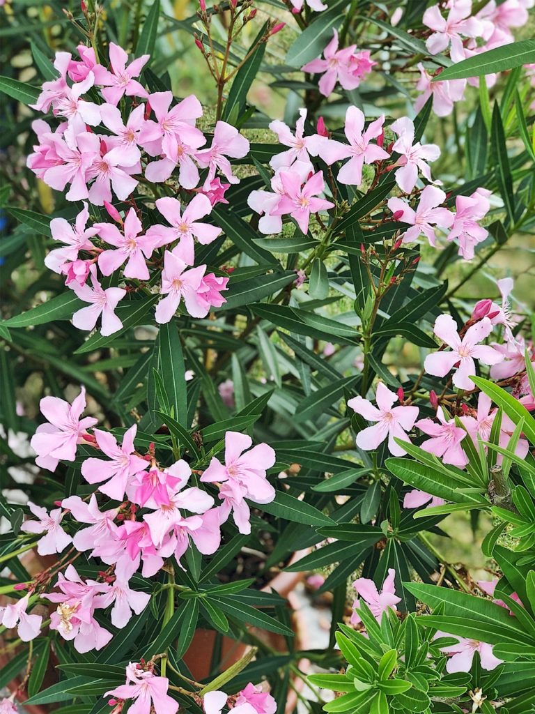 Oleander Pflegen Dungen Schneiden Uberwintern Alle Tipps